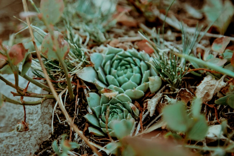 many plants are growing on the ground in the dirt