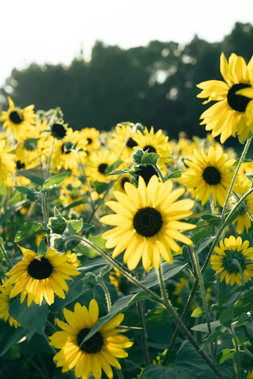 the sunflowers are yellow and green in color