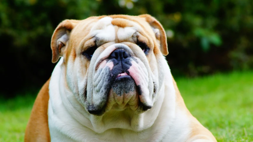 a close up of a bulldog laying on grass