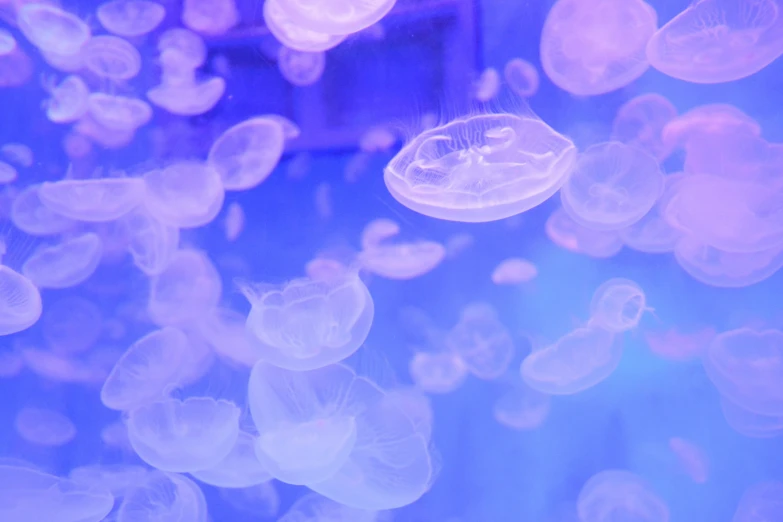 an image of jellyfish in an aquarium