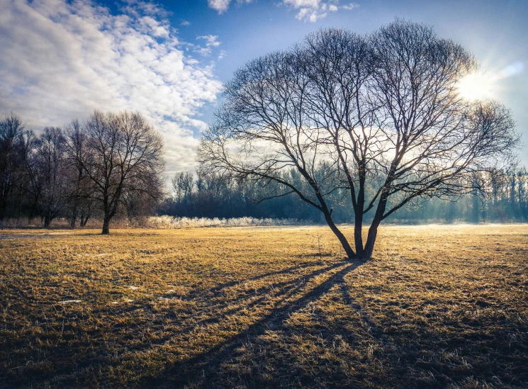 a barren tree in a field with the sun shining on it