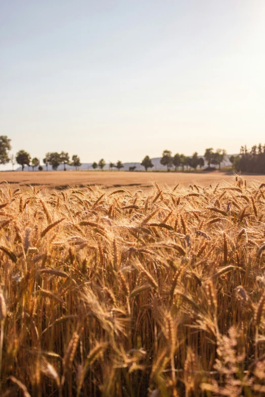 a field that has been plowed in and is ripened