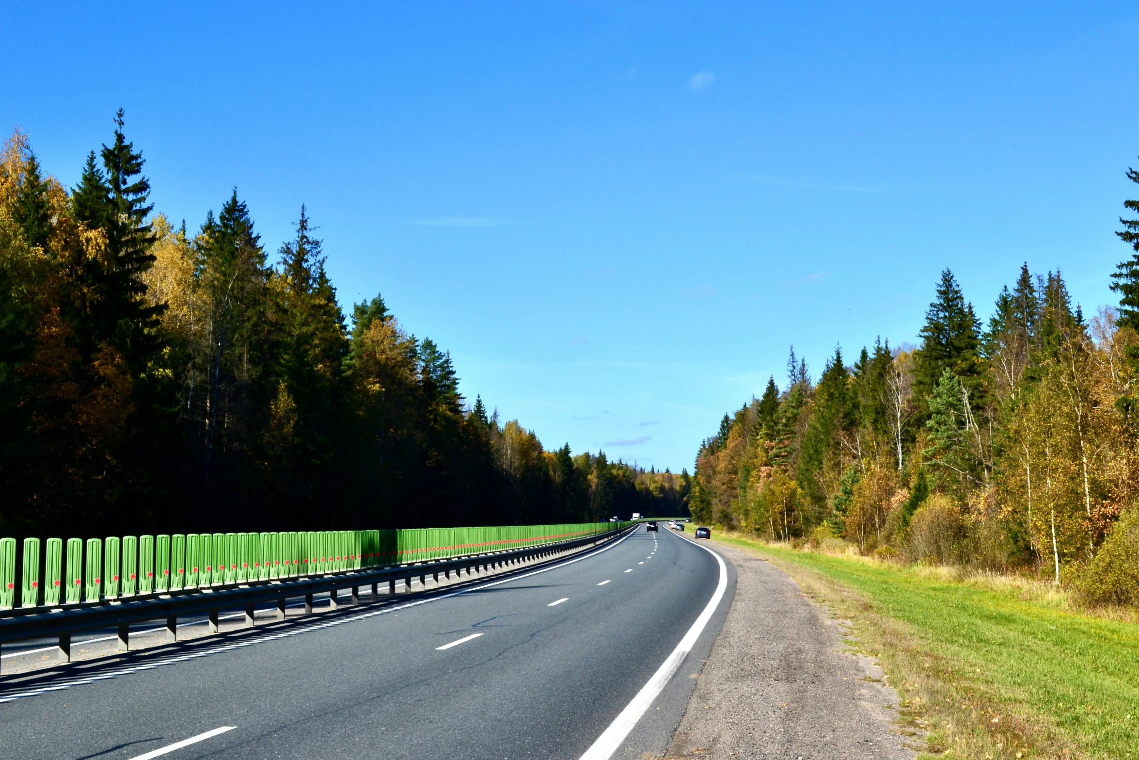 road on two lanes surrounded by tall trees