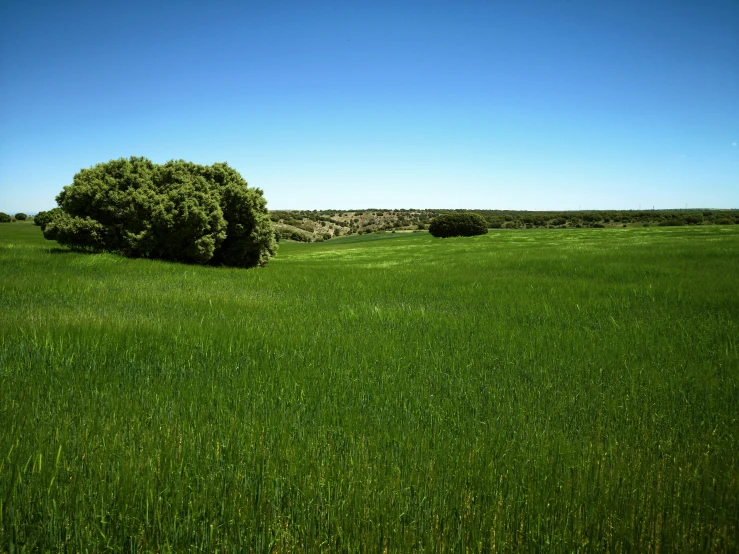 a field with a large tree on it