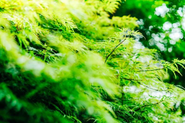 a close up s of plants with green foliage