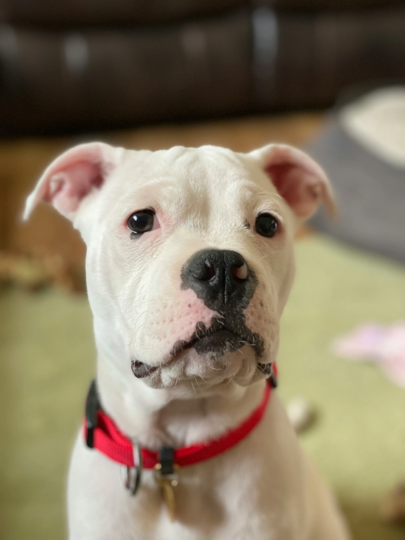 a dog with a red collar and leash