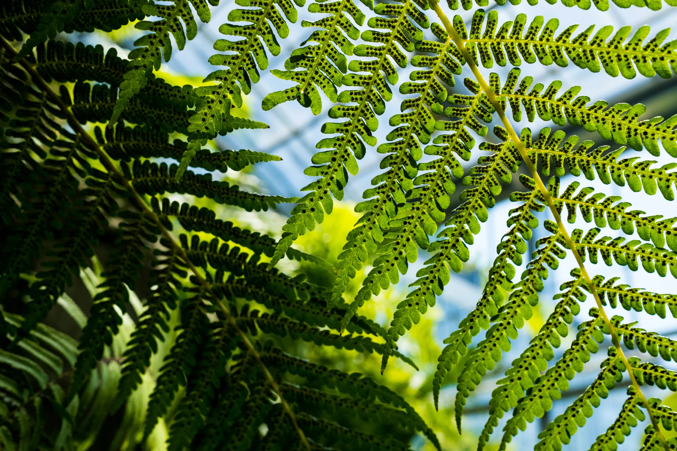 close - up view of the leaves of an evergreen tree in late afternoon sunlight