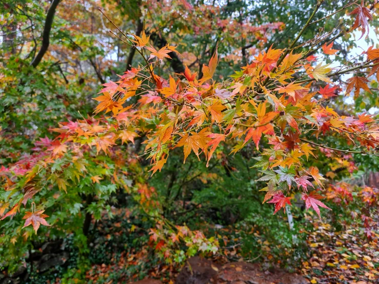 the leaves are all different colored in the fall