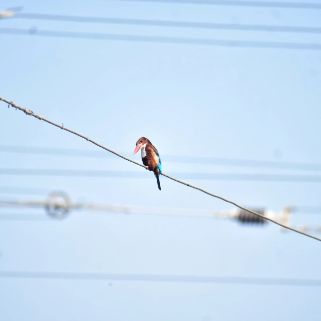 the small blue bird is perched on the wire