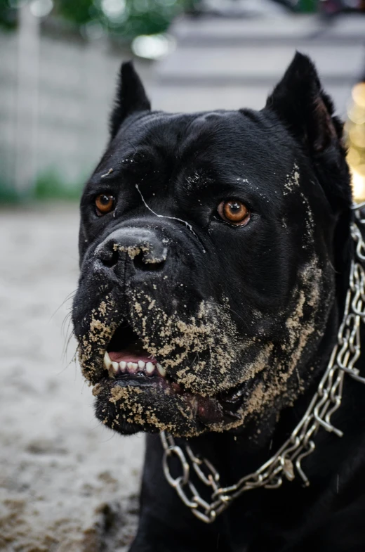 a black dog with dirty fur and a chain around its neck