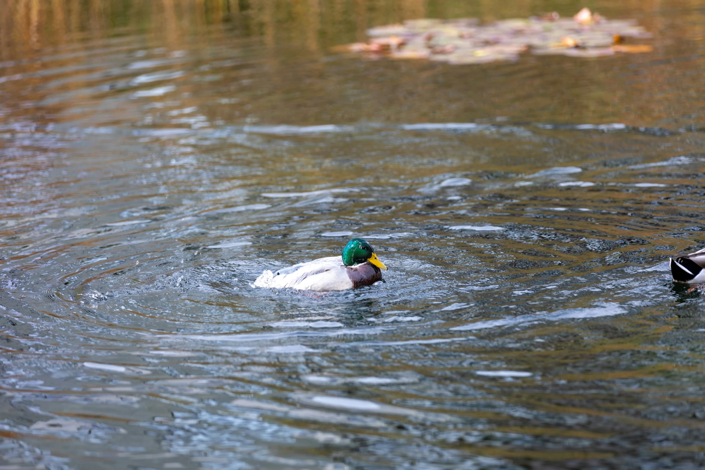 a mallard swimming on the water in a pond