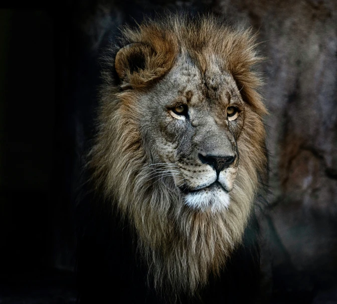 a lion in a dark background with a single light