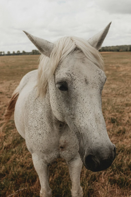 a white horse with a long mane standing in an open field