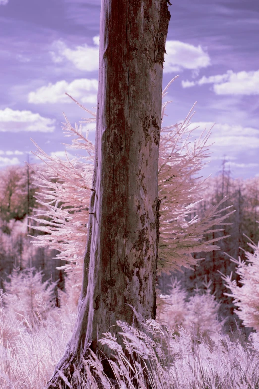 the old tree has been split into four pieces and is covered with long grass