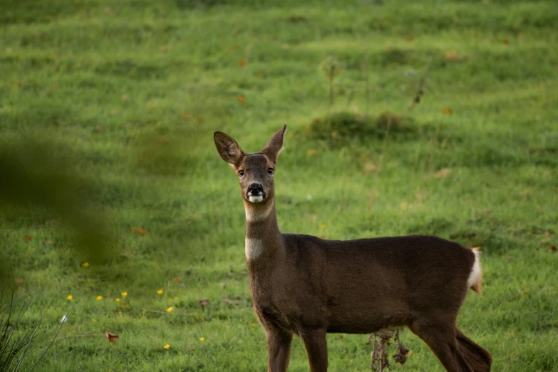 a brown deer stands in the grass looking off