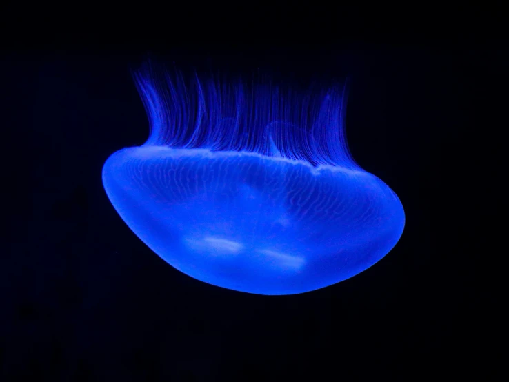 the underside of a large blue jellyfish in dark water