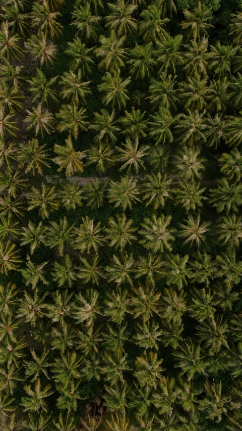 green pine trees, top down with a couple of snow boards