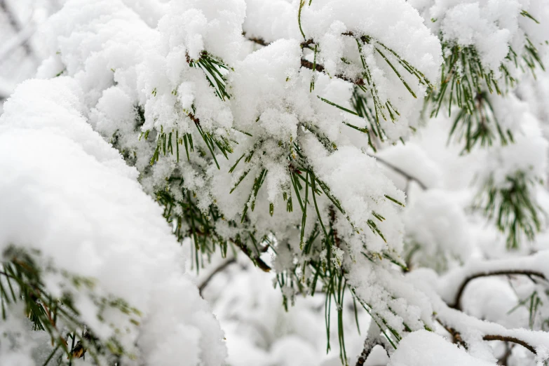 snow flakes are clinging on this tree nch