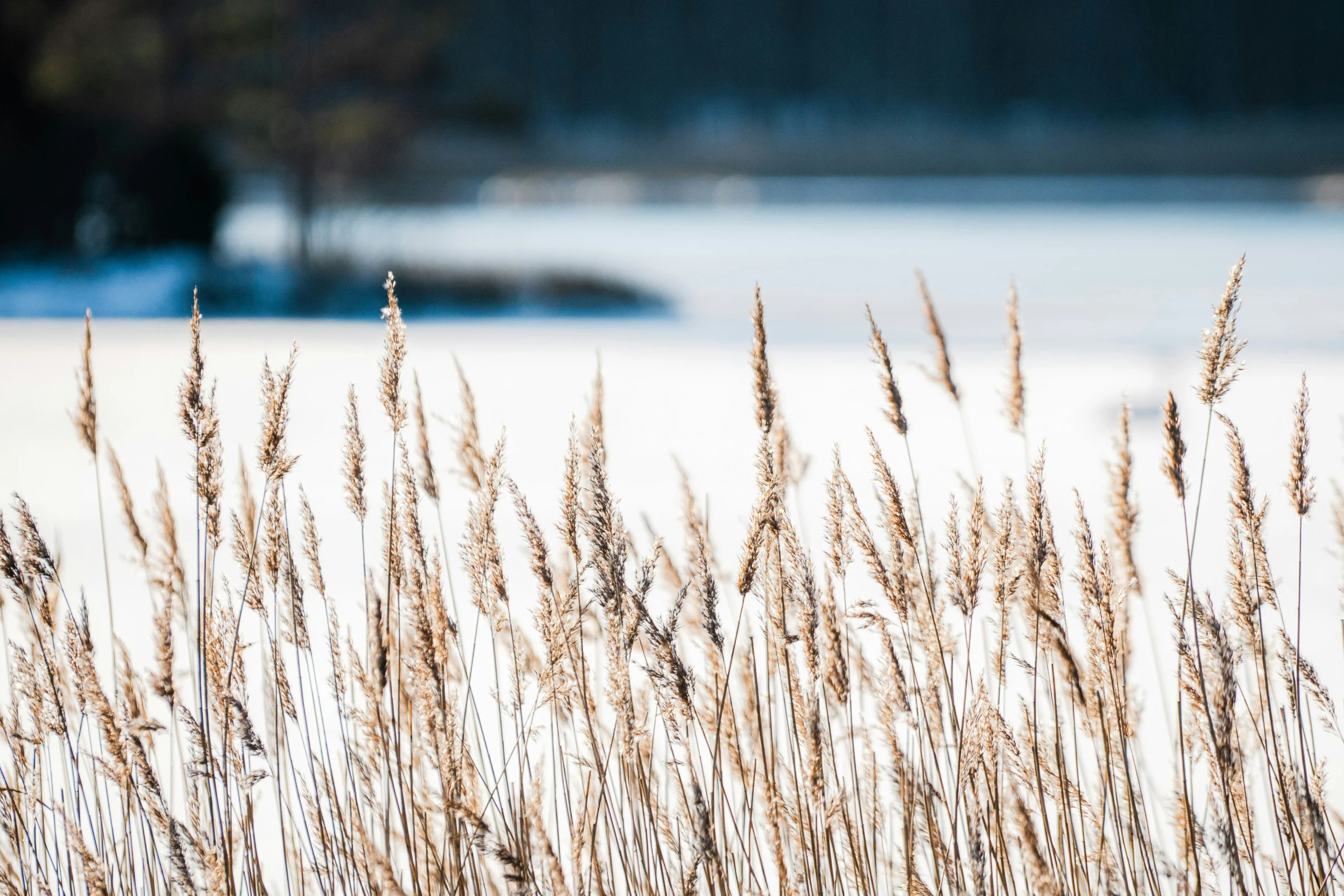 some thin dry plants in the snow