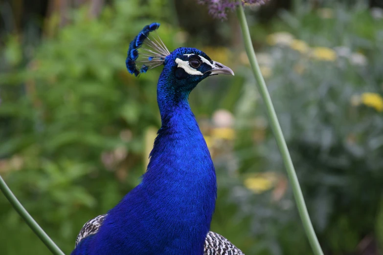 a blue pea standing in the middle of some purple flowers