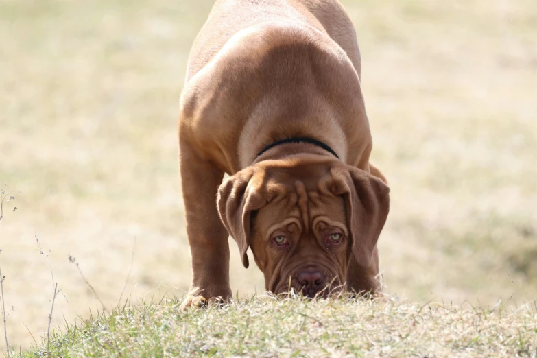 a brown dog standing on top of a grass covered field