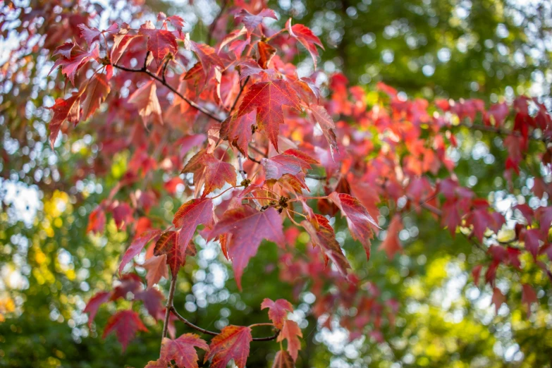 an orange red and green leaf fall