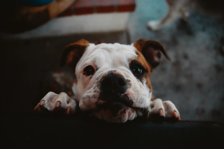 a dog looks over its head with its paw resting on the table