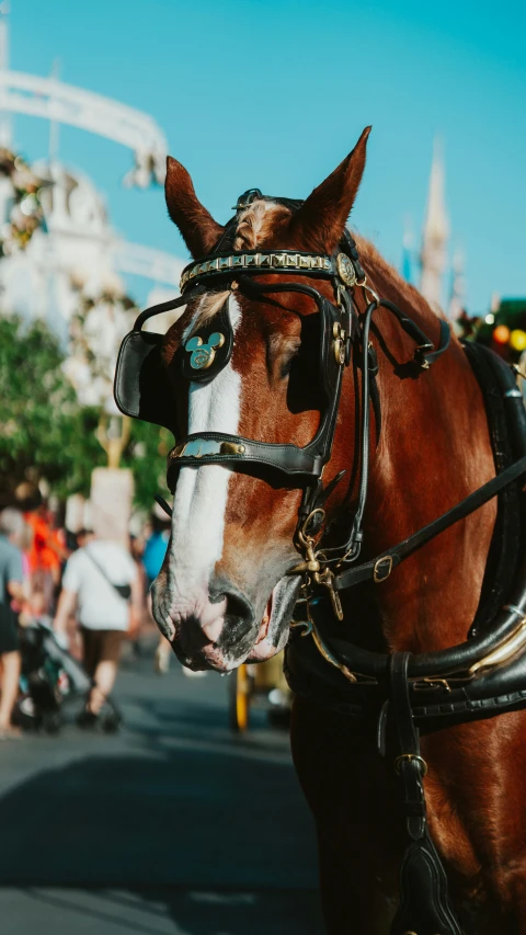 a close - up of a horse that is standing near people