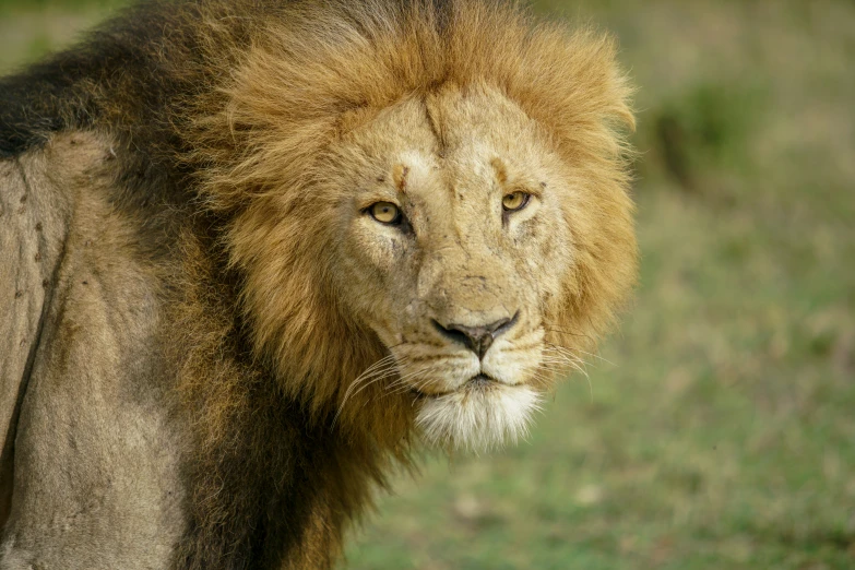 closeup po of a lion standing and looking at the camera