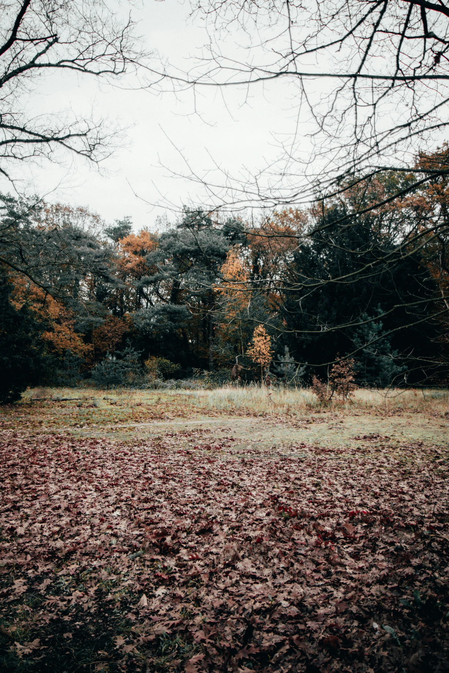 the grass is covered in a lot of leaves