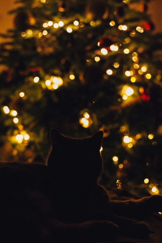 a cat sitting next to a christmas tree with lights