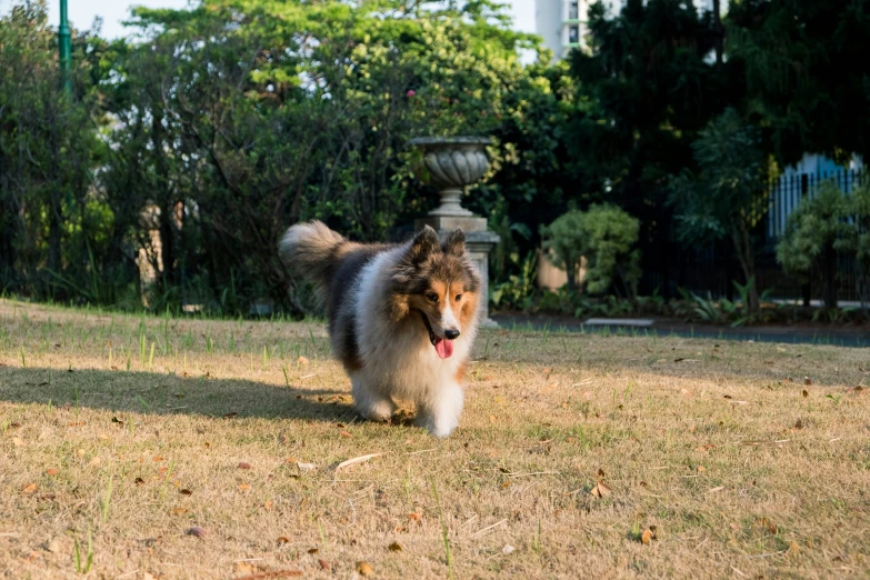 a gy dog walking towards the camera in a park