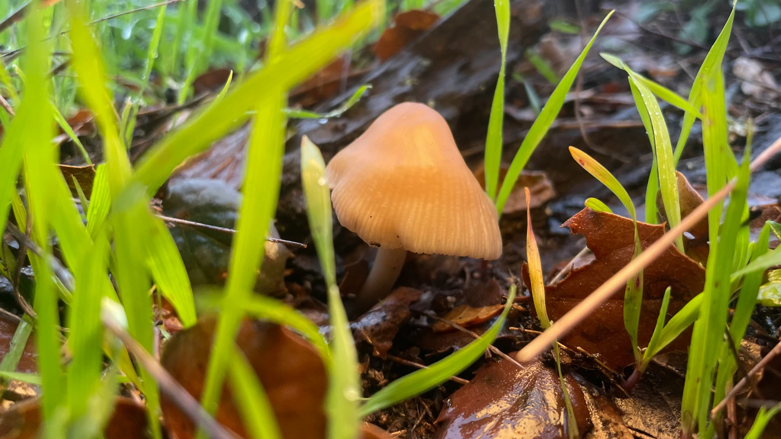 a single small mushroom that is growing in the grass