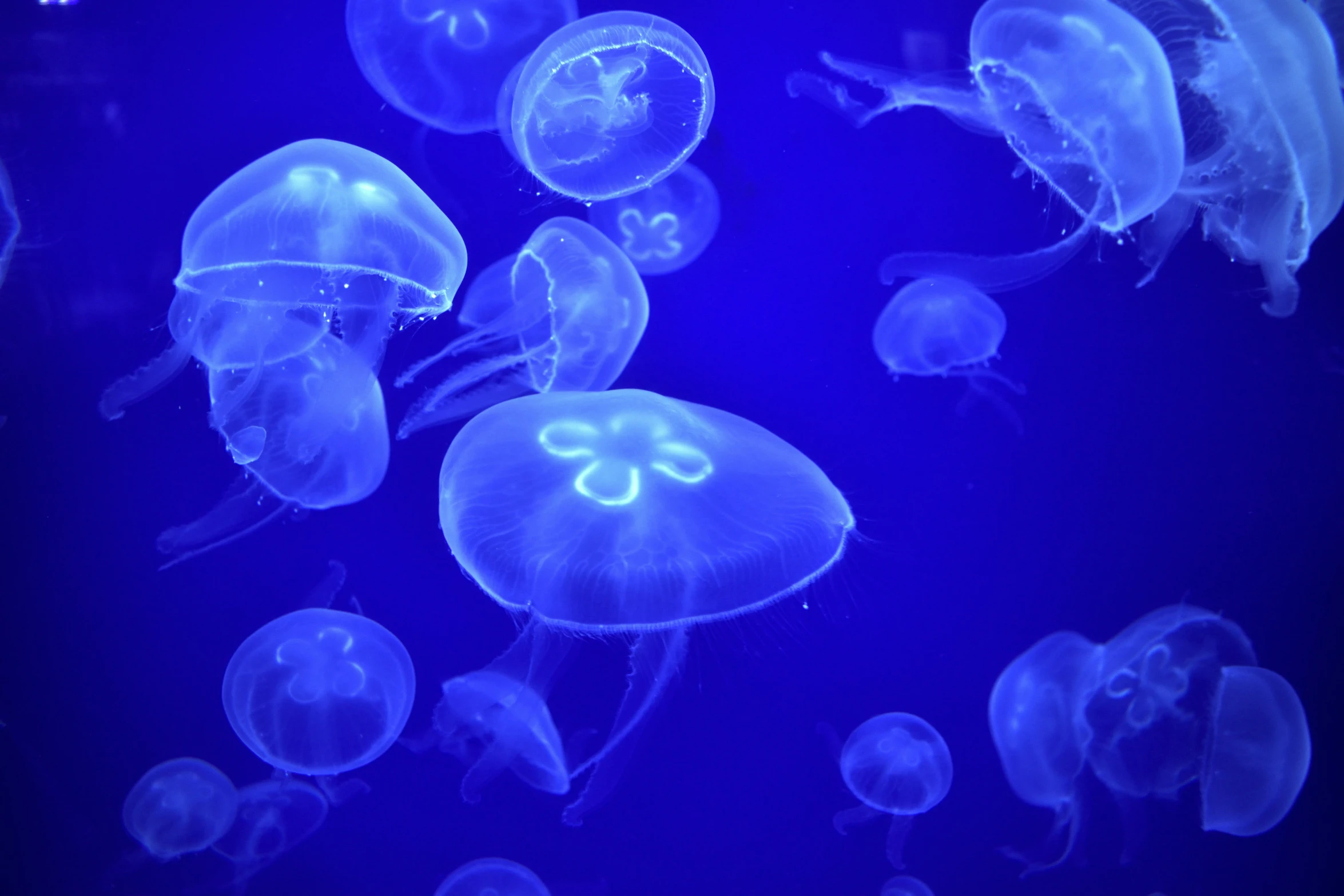 several jellyfish glowing in blue light together