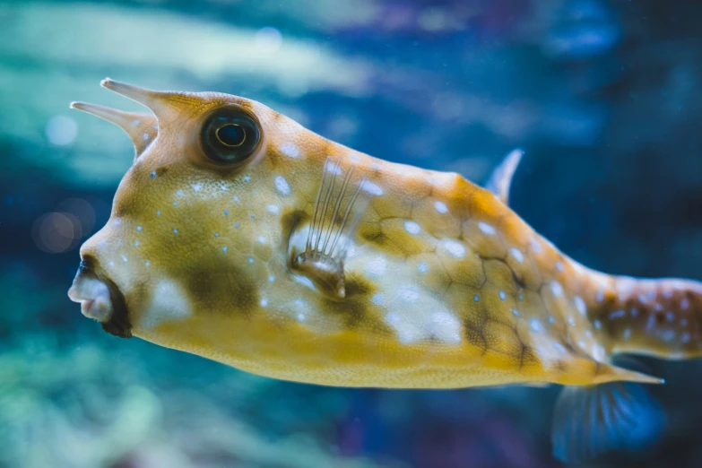 a large, yellow fish with an eye looking up in a fish tank