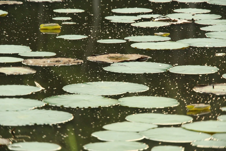 a number of lily pads with water drops