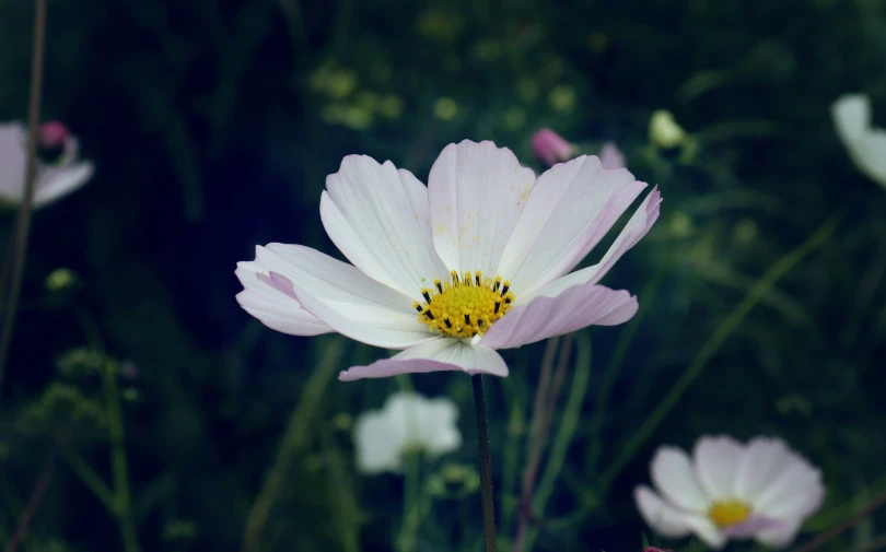 some white flowers with a yellow center