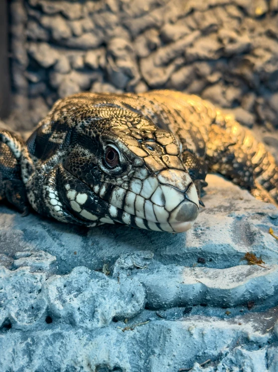 a brown and white lizard with large eyes lies on rocks