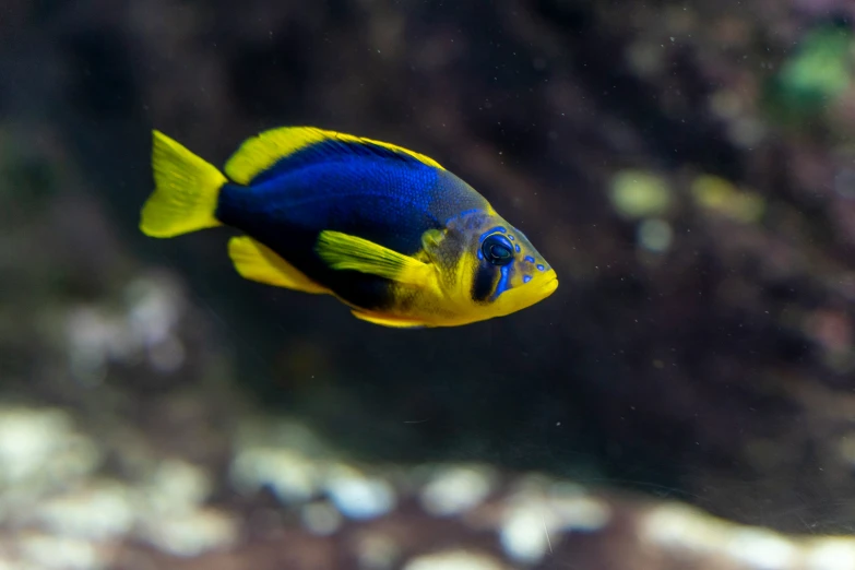 yellow, black and blue fish swimming in water