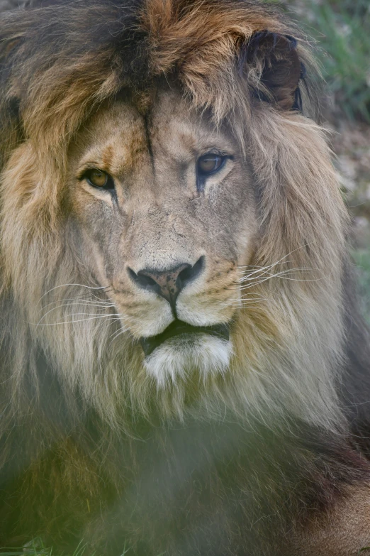 a close up of a lion with one big face