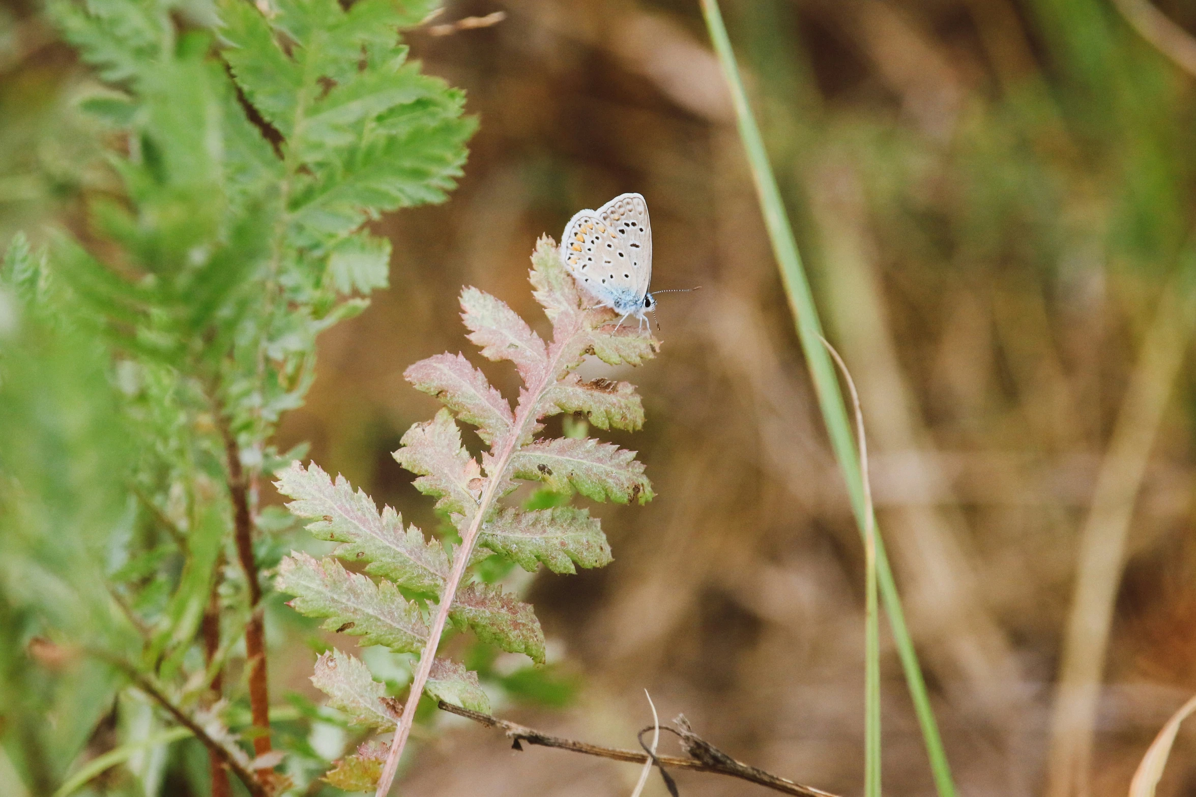 blue erfly perches on a small green plant