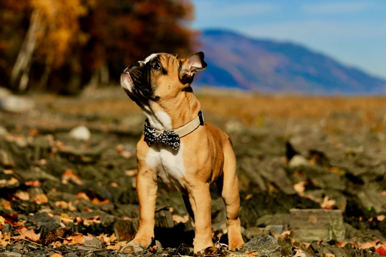 a brown and white bulldog standing on top of a leaf covered field