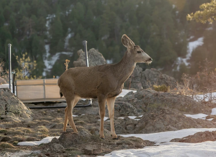 a close up of a deer in an enclosure at a wildlife park