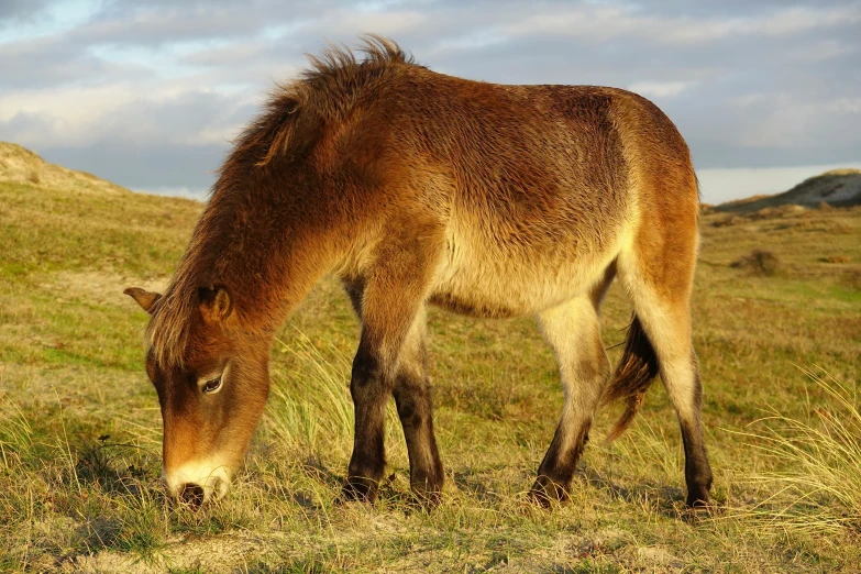 the horse is eating the grass on the hillside