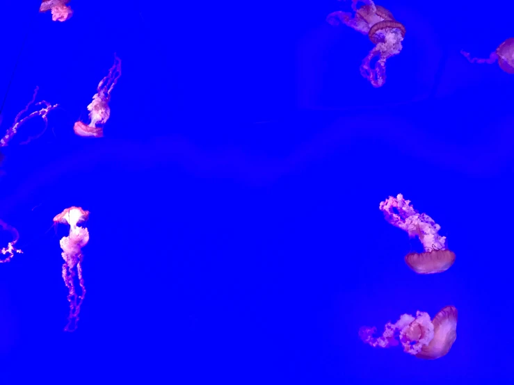 various sea animals are seen with orange lights