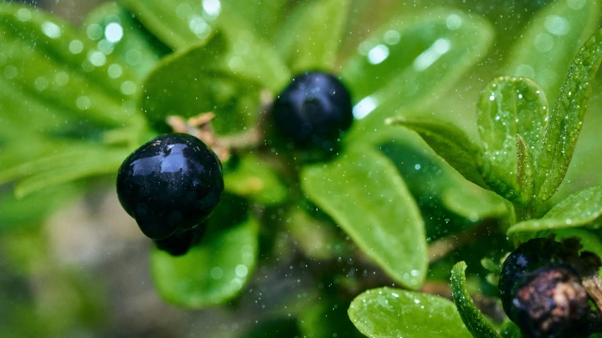 closeup of small black berries with dew on them