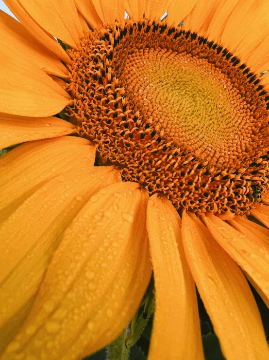 a close up of a yellow sunflower in a vase