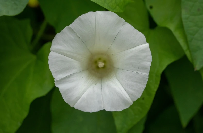 a close up of a white flower on a green stem