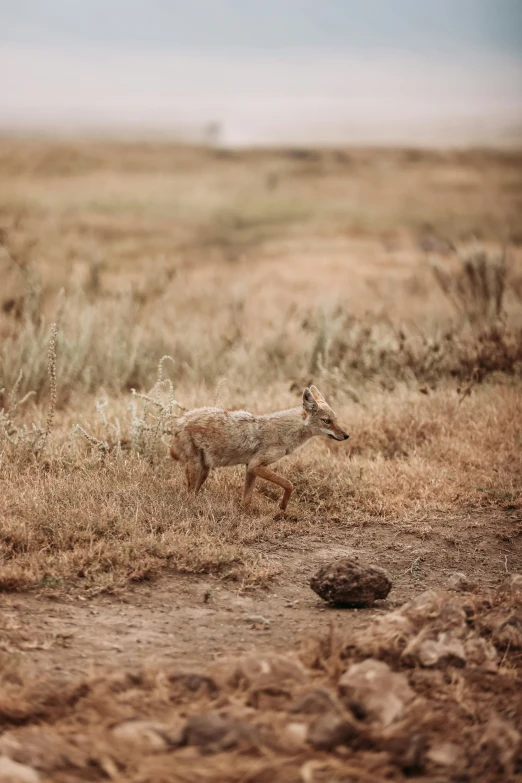 a gazelle runs through a dry grassy field