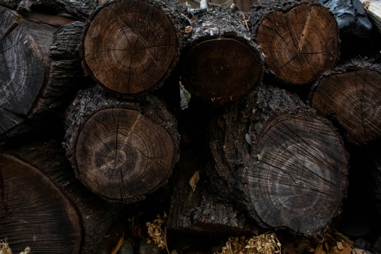 there are logs that are stacked together